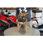 Южноафриканский мастиф – щенки бурбуля