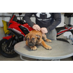 Южноафриканский мастиф – щенки бурбуля