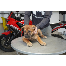 Южноафриканский мастиф – щенки бурбуля