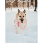 Пеппи ищет дом. И ждёт его всей душой.