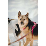 Пеппи ищет дом. И ждёт его всей душой.