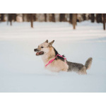 Пеппи ищет дом. И ждёт его всей душой.