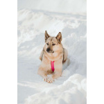 Пеппи ищет дом. И ждёт его всей душой.