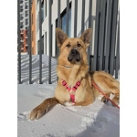 Шикарный парень Рэй в добрые руки!