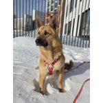 Шикарный парень Рэй в добрые руки!