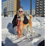 Шикарный парень Рэй в добрые руки!