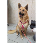 Шикарный парень Рэй в добрые руки!