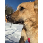 Шикарный парень Рэй в добрые руки!