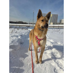 Шикарный парень Рэй в добрые руки!