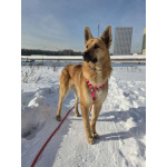 Шикарный парень Рэй в добрые руки!