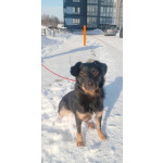 Милая собака небольшого размера