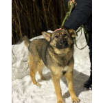 Ласковая девочка Алиса ищет своих родителей!