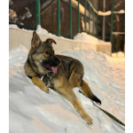 Ласковая девочка Алиса ищет своих родителей!