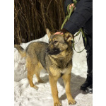 Ласковая девочка Алиса ищет своих родителей!