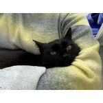 Трогательная кошечка Картоха в добрые руки!