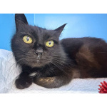 Трогательная кошечка Картоха в добрые руки!