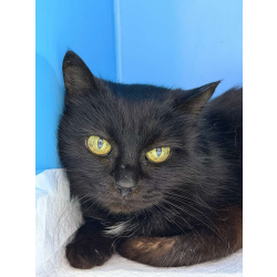 Трогательная кошечка Картоха в добрые руки!