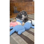 породистые щенки Французского бульдога