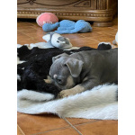 породистые щенки Французского бульдога