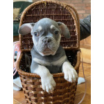 породистые щенки Французского бульдога