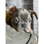 породистые щенки Французского бульдога
