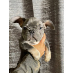 породистые щенки Французского бульдога