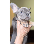 породистые щенки Французского бульдога