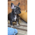 породистые щенки Французского бульдога