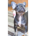 породистые щенки Французского бульдога