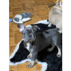 породистые щенки Французского бульдога