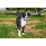 Ищу родителей! В добрые руки.