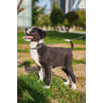 Ищу родителей! В добрые руки.