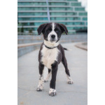 Ищу родителей! В добрые руки.