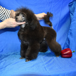 Щенок пуделя миниатюрный мальчик серебристый Джентли Борн Рикки