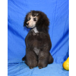 Щенок пуделя миниатюрный мальчик серебристый Джентли Борн Рондо