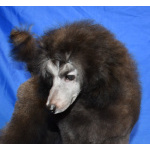 Щенок пуделя миниатюрный мальчик серебристый Джентли Борн Рондо