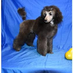 Щенок пуделя миниатюрный мальчик серебристый Джентли Борн Рондо