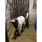 Продается козел Камори 50%, битал 50%