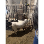 Продается козел Камори 50%, битал 50%