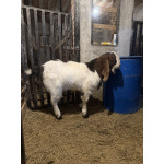 Продается козел Камори 50%, битал 50%