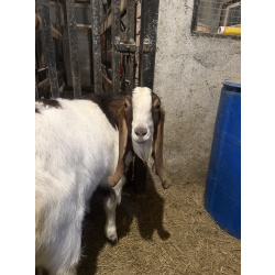 Продается козел Камори 50%, битал 50%