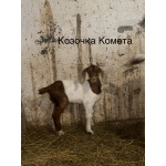 Козлята помеси камори, битал, нубийские
