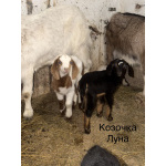 Козлята помеси камори, битал, нубийские