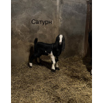 Козлята помеси камори, битал, нубийские