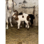 Козлята помеси камори, битал, нубийские