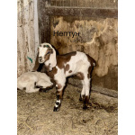 Козлята помеси камори, битал, нубийские