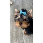 Щенки йоркширского терьера с документами РКФ