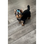 Щенки йоркширского терьера с документами РКФ