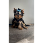 Щенки йоркширского терьера с документами РКФ