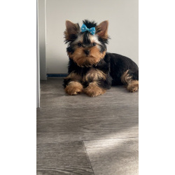 Щенки йоркширского терьера с документами РКФ